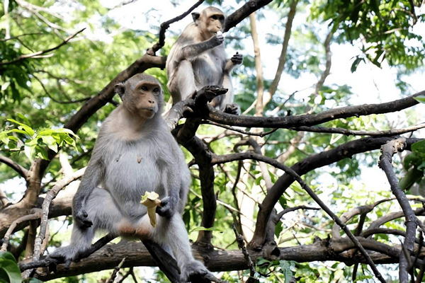 Chùa Khỉ Vũng Tàu nổi tiếng là nơi trú ngụ của hơn 200 con khỉ lớn nhỏ