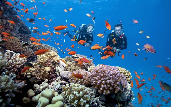 Dưới biển Côn Sơn, bạn có thể ngắm nhìn rặng san hô đầy màu sắc, mềm mại, và đa dạng