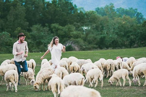 đàn cừu tại Đồng Cừu Suối Nghệ được chăm sóc tốt và thân thiện