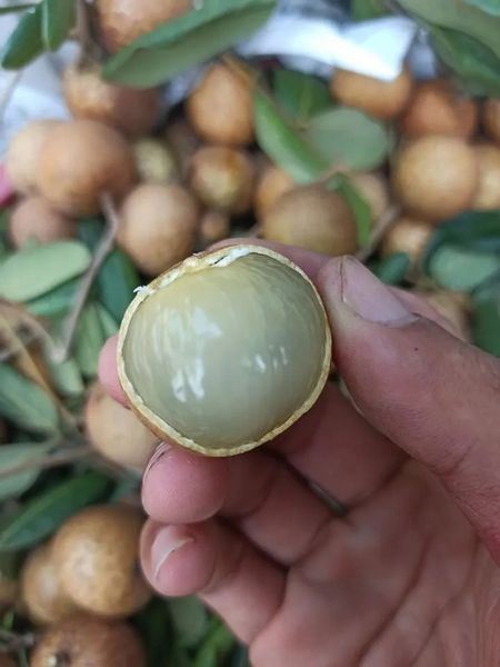 Nhãn Xuồng Cơm Vàng, hay còn gọi là Nhãn Longan, là một giống trái cây đặc sản Vũng Tàu