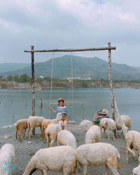 Bầy cừu trắng tinh khôi là điểm nhấn cho các bức ảnh sống ảo tại Hồ Đá Xanh.