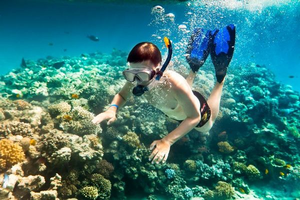 Ảnh lặn biển ngắm san hô tại Côn Đảo