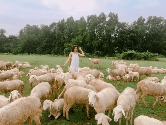 Không chỉ có biển, Vũng Tàu còn có một trang trại cừu tại Suối Nghệ.