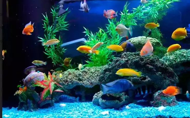 Nếu bạn đang muốn sở hữu những chú cá cảnh độc đáo và phong cách cho hồ cá của mình, hãy ghé thăm Cửa Hàng Anh Tú Professional Aquarium.